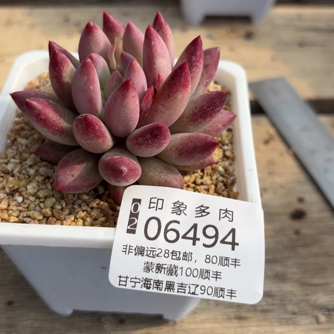红****援多肉植物06494fggh