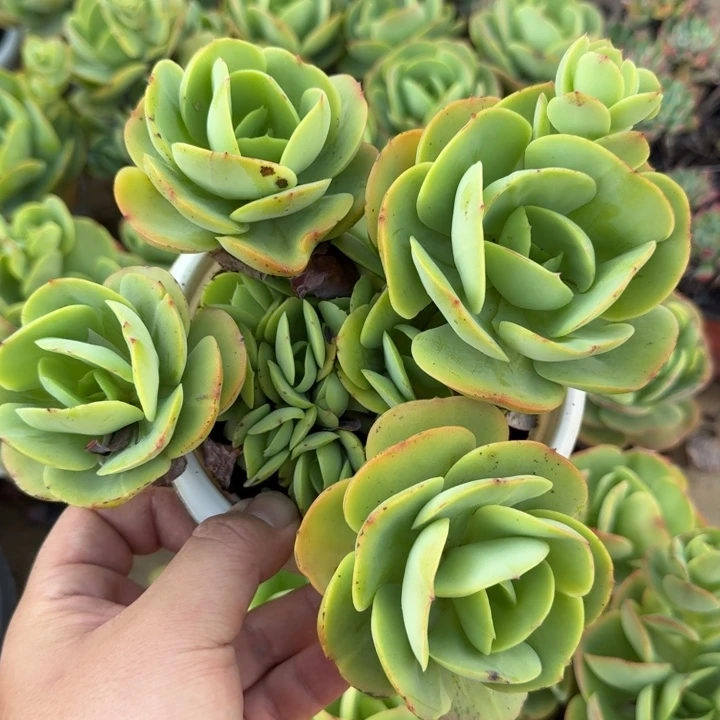 鸡蛋碧桃四头起整装