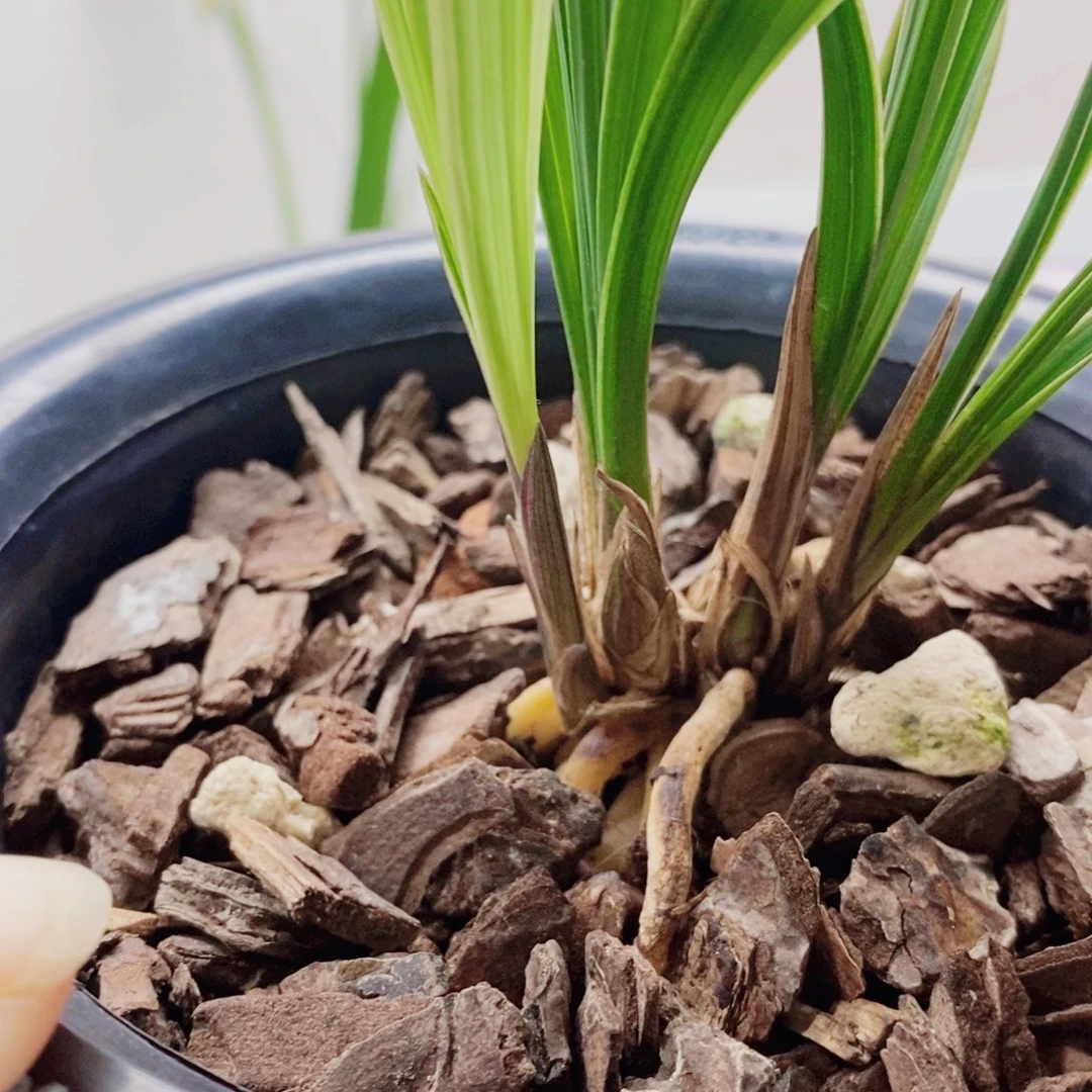 大***魏当前无花栽培后可以开花