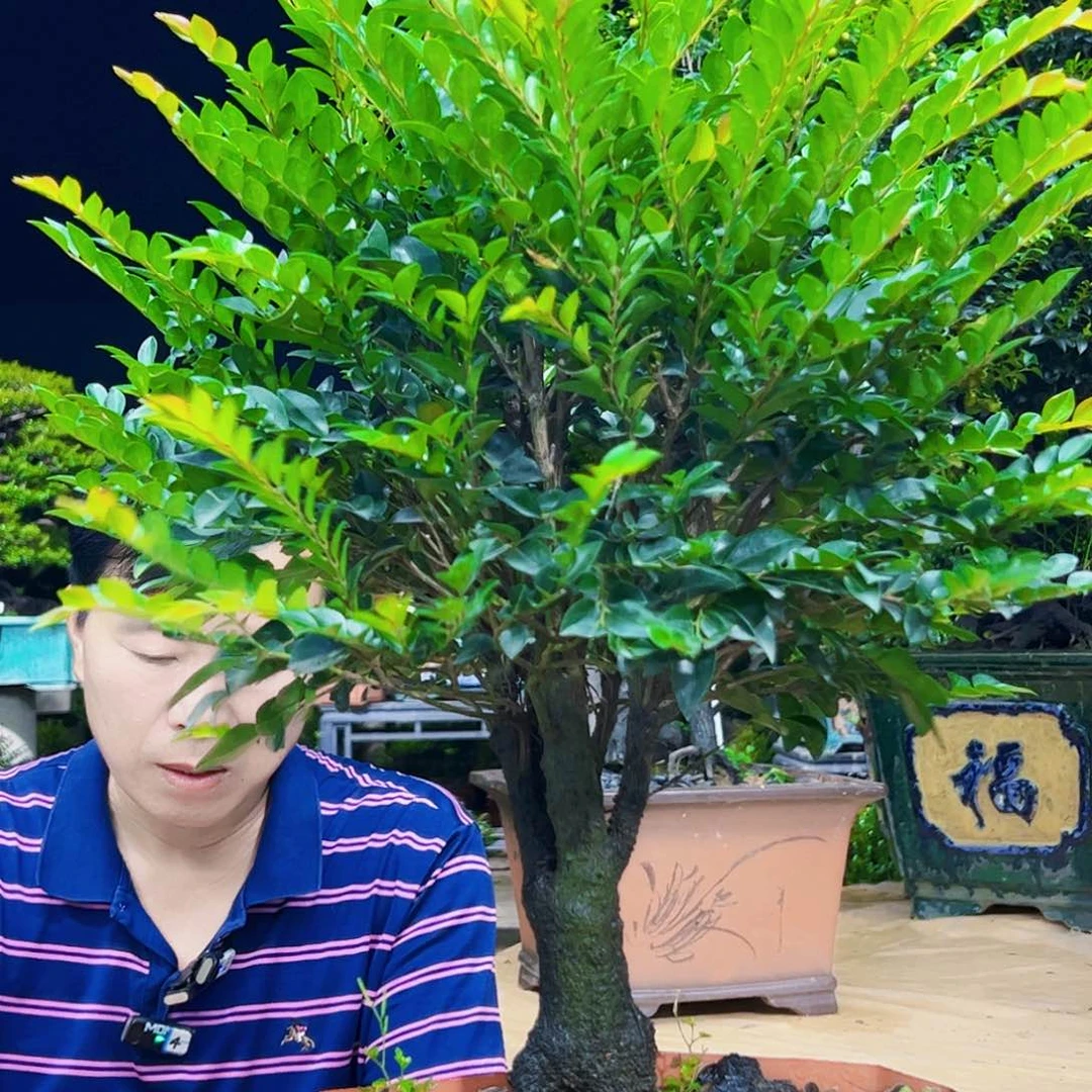 无花朵五*居秀明园艺秀明园艺