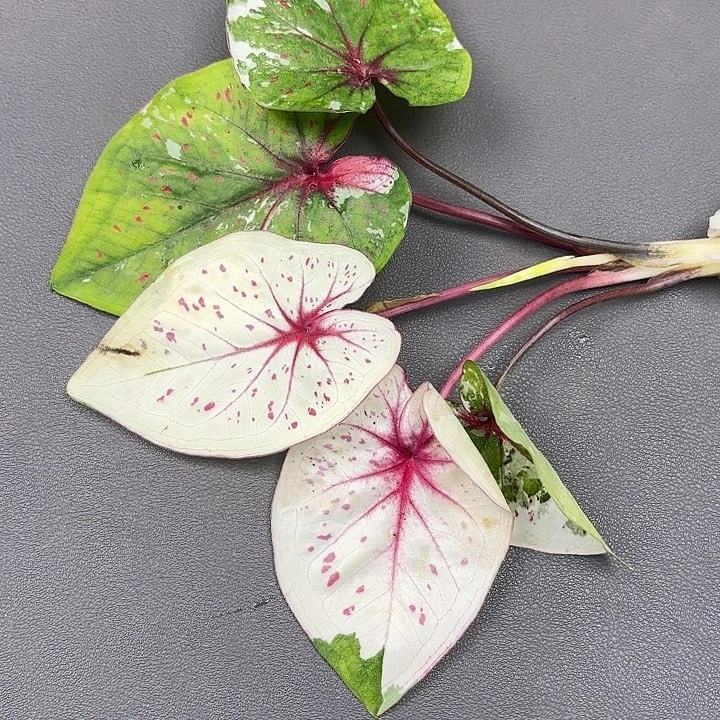 29-0529彩叶芋广东现货