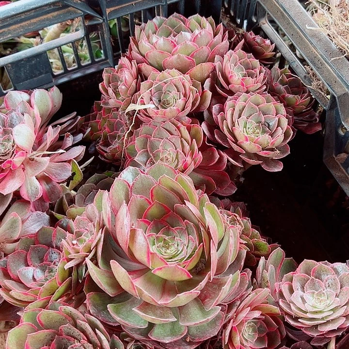 莲花座多肉植物大战