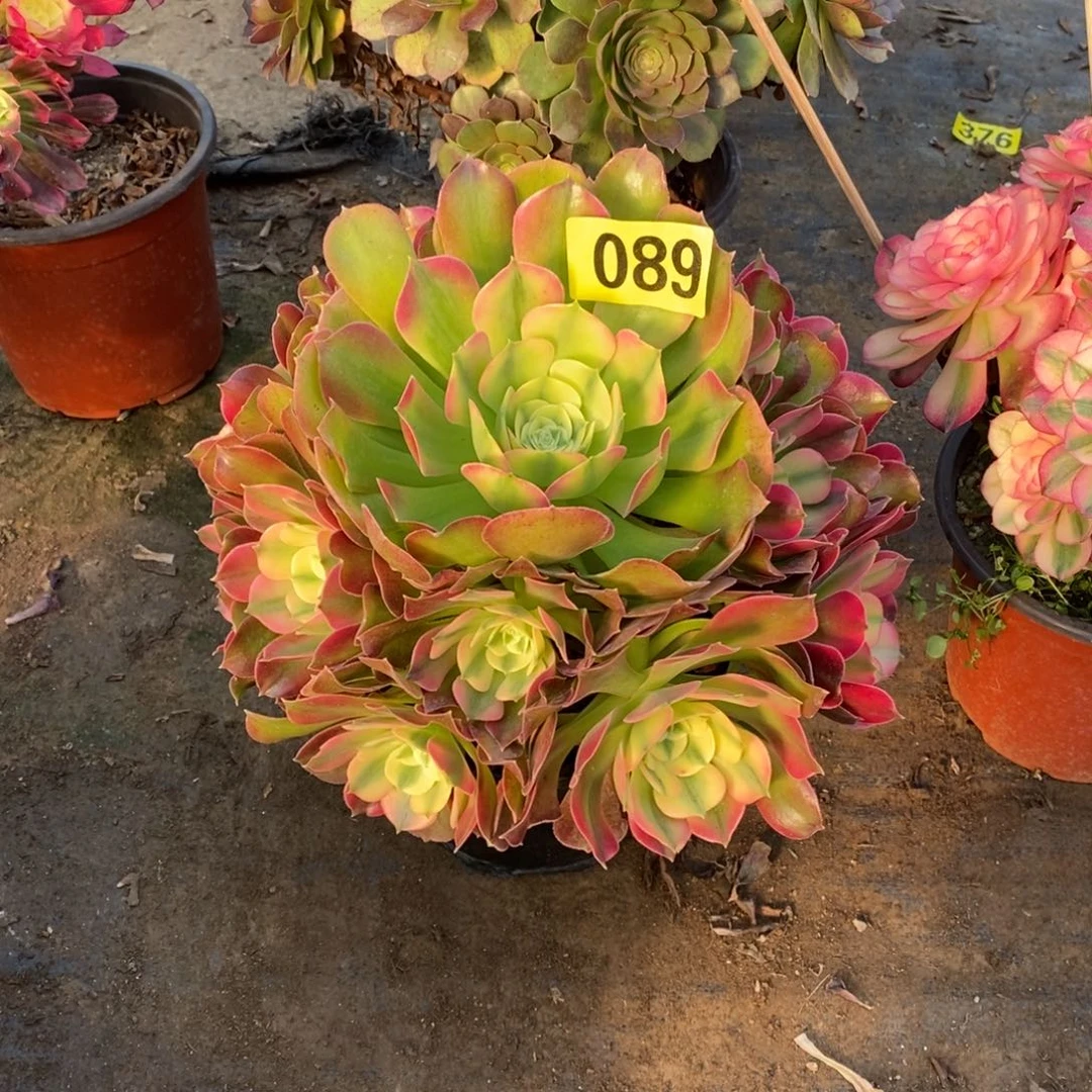 香妃多肉法师089