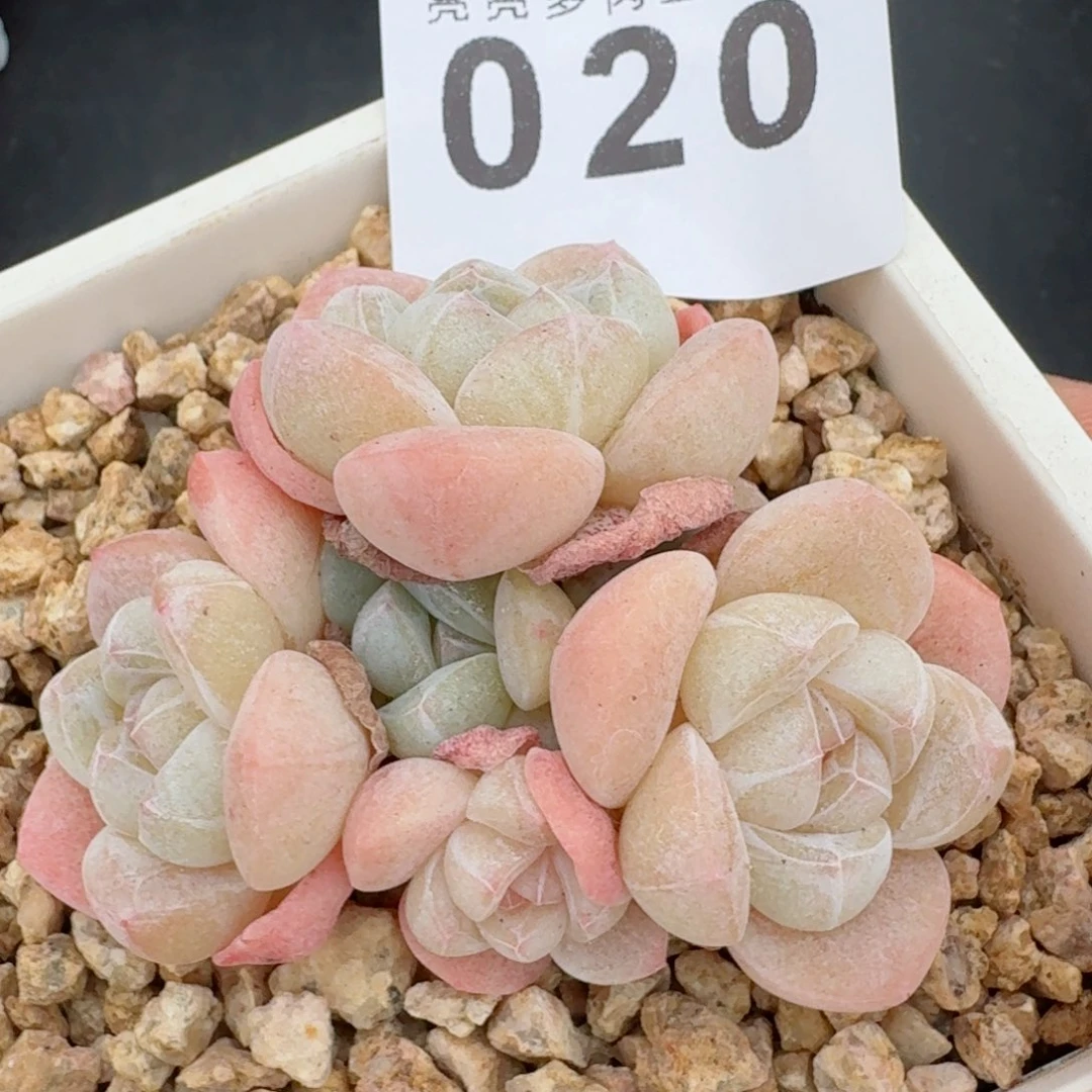 糖心冰玉      愿你一路坦途，乘风破浪展宏图