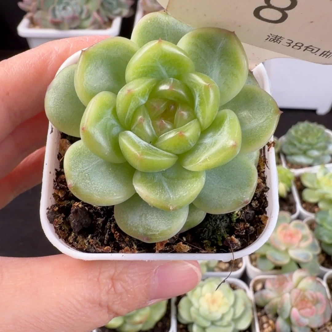 新品东云珍妮单头8号