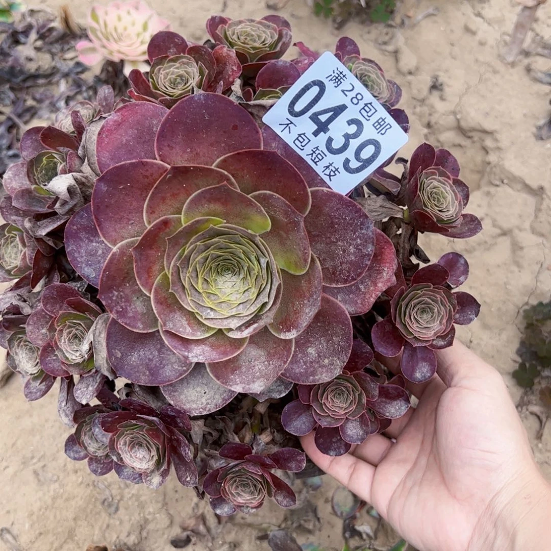 玫瑰多肉植物0439