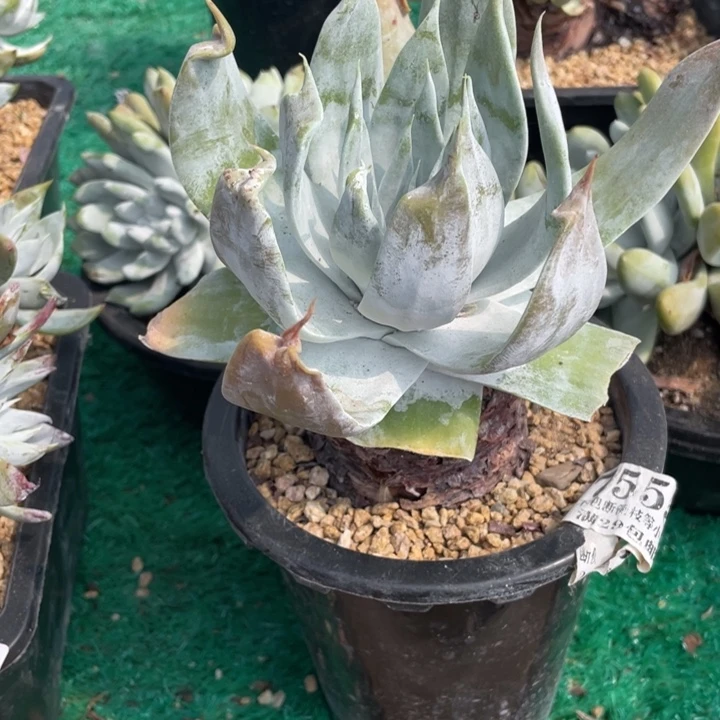 555号普芙雾冷塔多肉植物