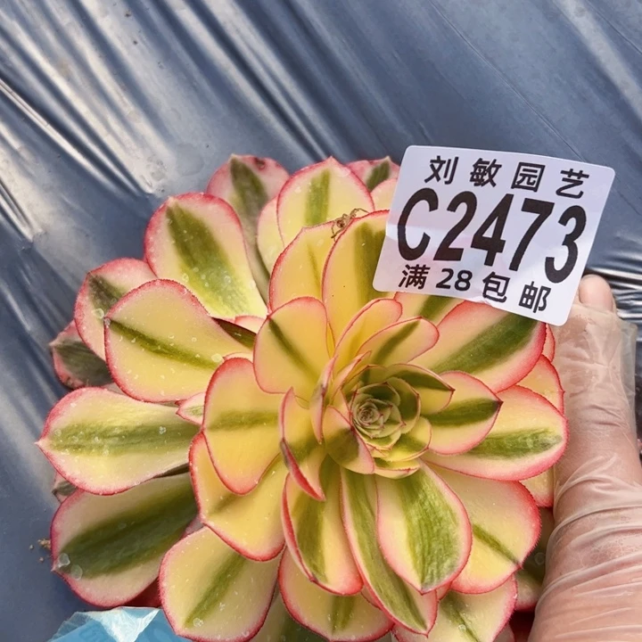 2473多肉植物法法荔枝