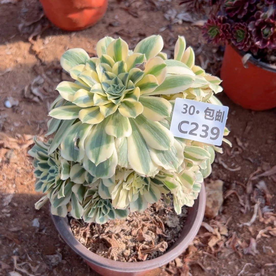 239 迈巴赫多肉法师