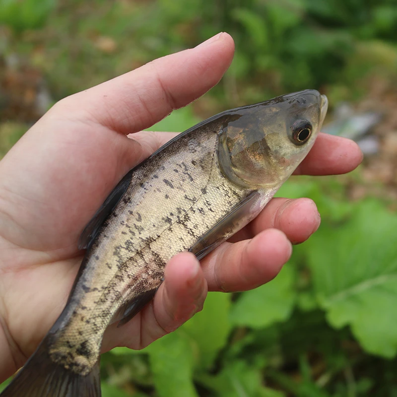 花鲢鱼四川发货淡水养殖食用观赏均可吃藻类浮游生物净化水质