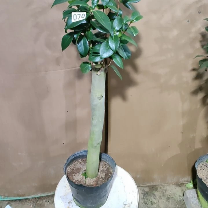70四品，原盆原土发货，不包邮