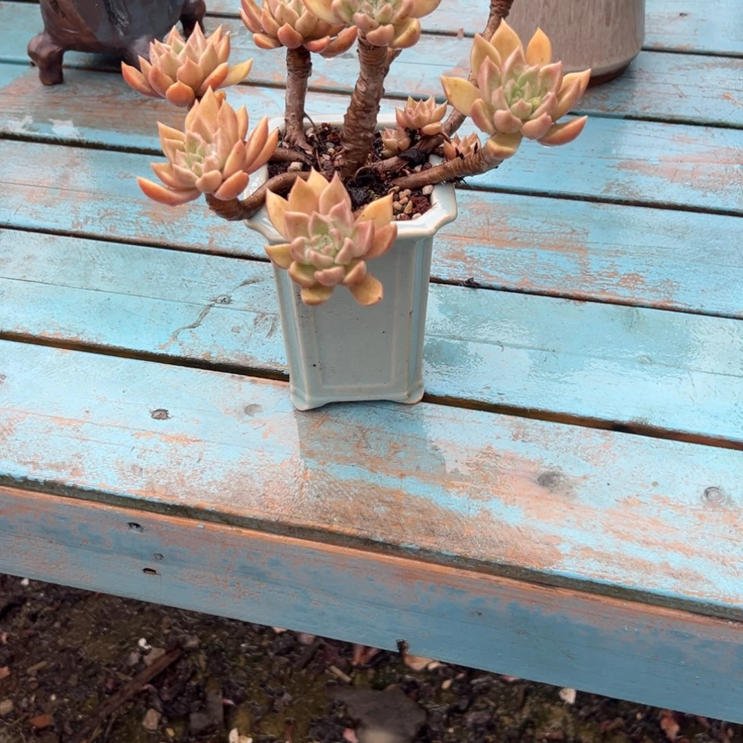 暖****璀璨多肉植物脱土