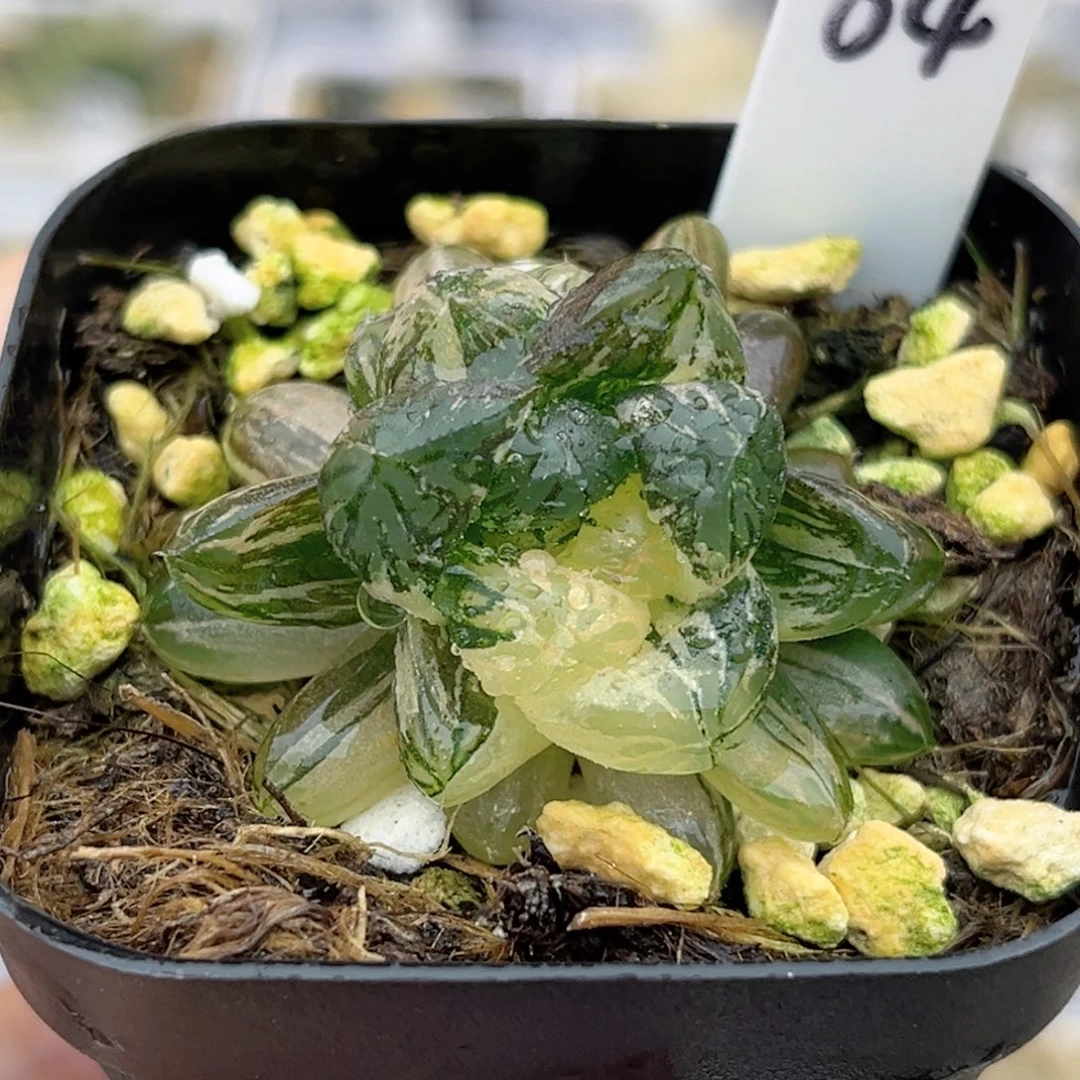 64塑料皮玉露锦带仔福利专场