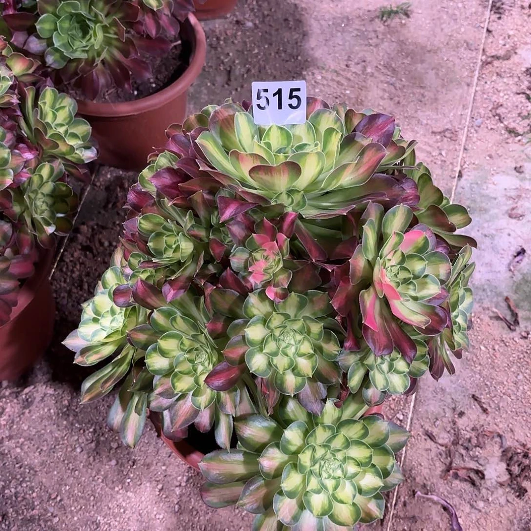 多肉法师韶华515