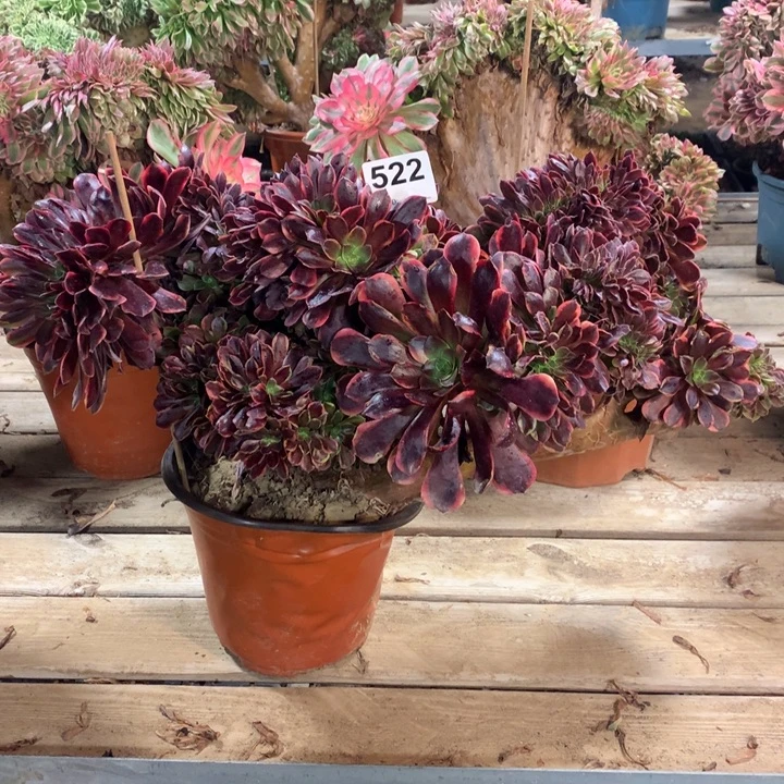 522欧嘉莉缀多肉法师