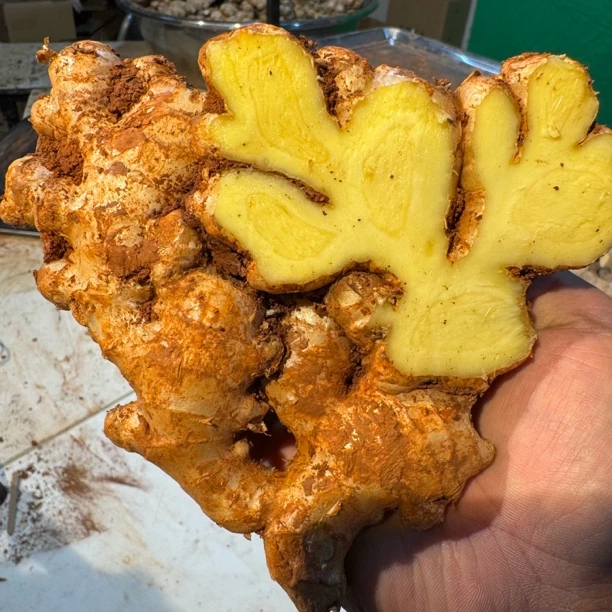 【产地直发】云南高山小黄姜 1年老姜 新姜 新鲜现挖