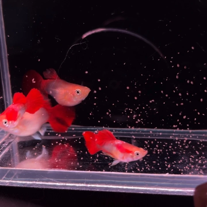 孔雀鱼黄暴球种鱼2对