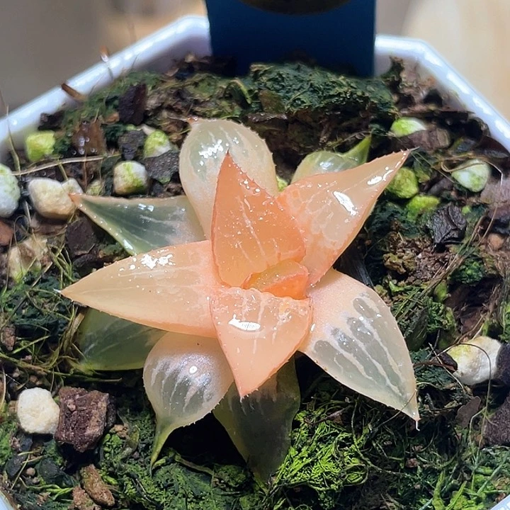 603酒吞锦一物一拍