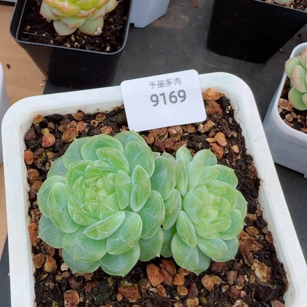 泼天富贵，9169多肉植物