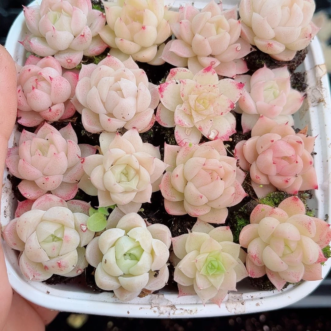 1-552 新疆西藏内蒙不发12.8包邮2-3公分多肉