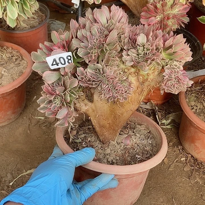 408粉女妖缀化老板子