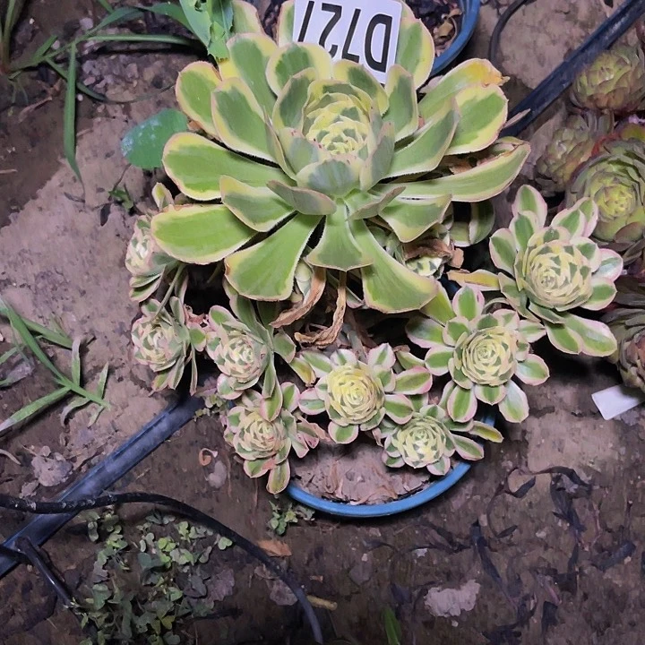 保时捷32-42包邮
