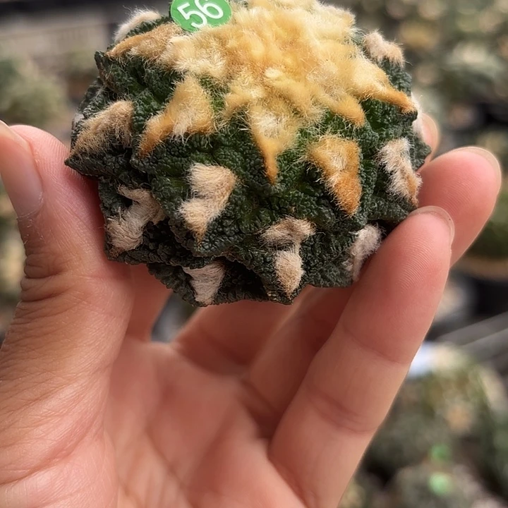 袖蒲苗接落地仙人球56