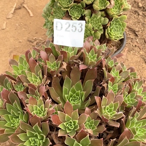 凤凰翡翠琉璃法师253