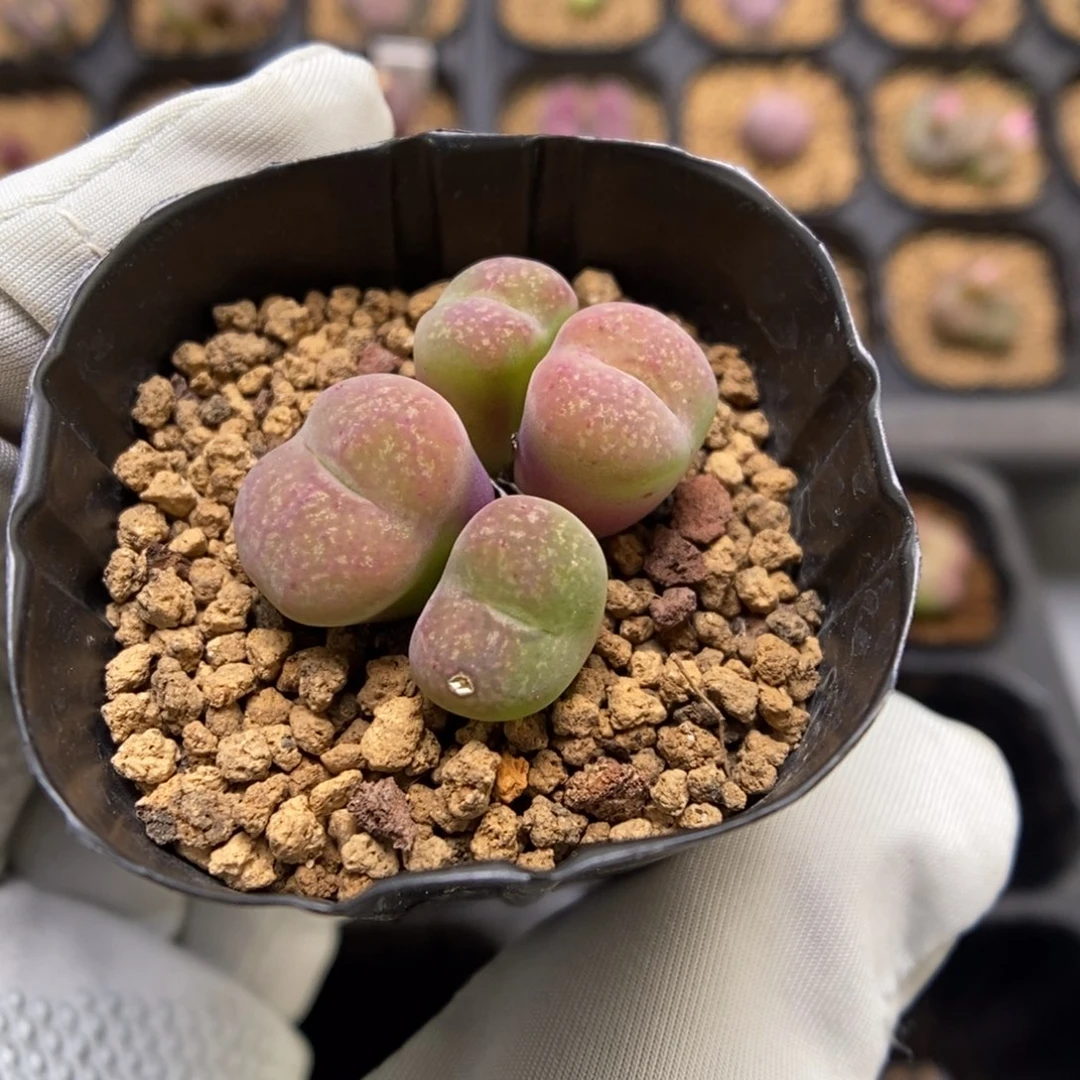 多肉植物肉锥杂交K-3694