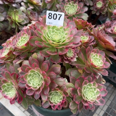 807莲花25厘米左右