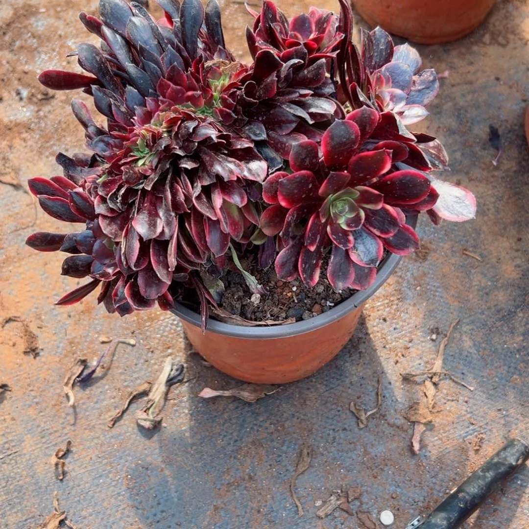 457 号多肉法师植物