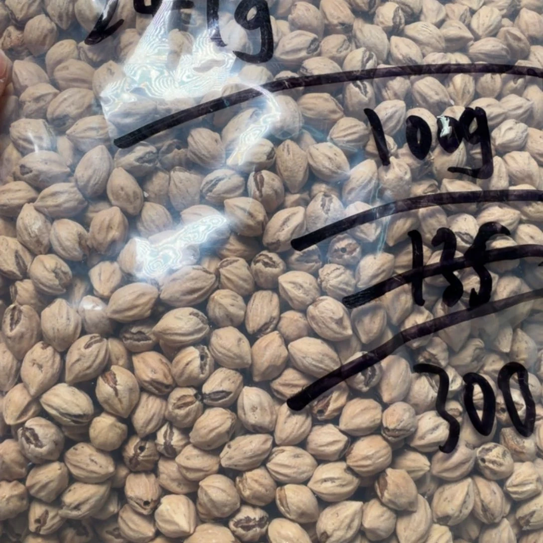 吊坠柏香籽/百香籽乔***班