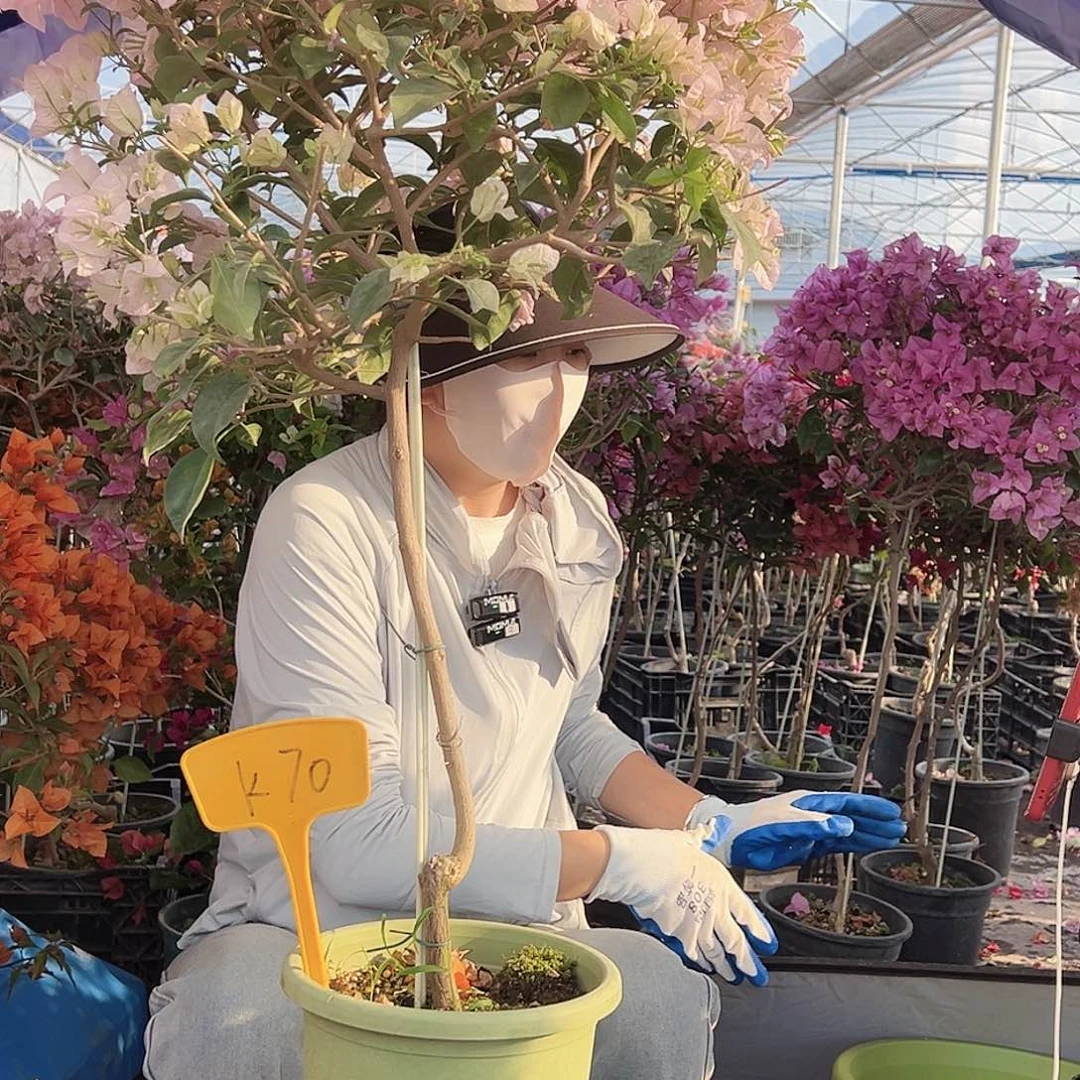 L***、大部分花苞少量开放K70苹果花