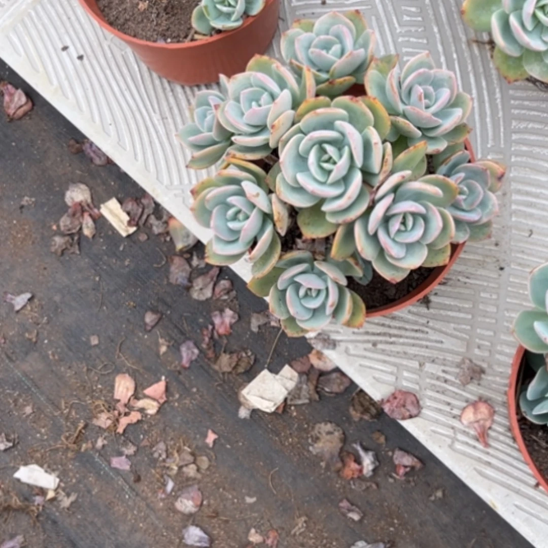 【闪购商品】林***9白凤