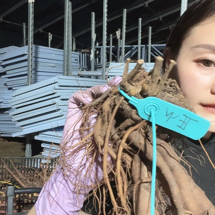 当前无花栽培后可以开花小丑1年