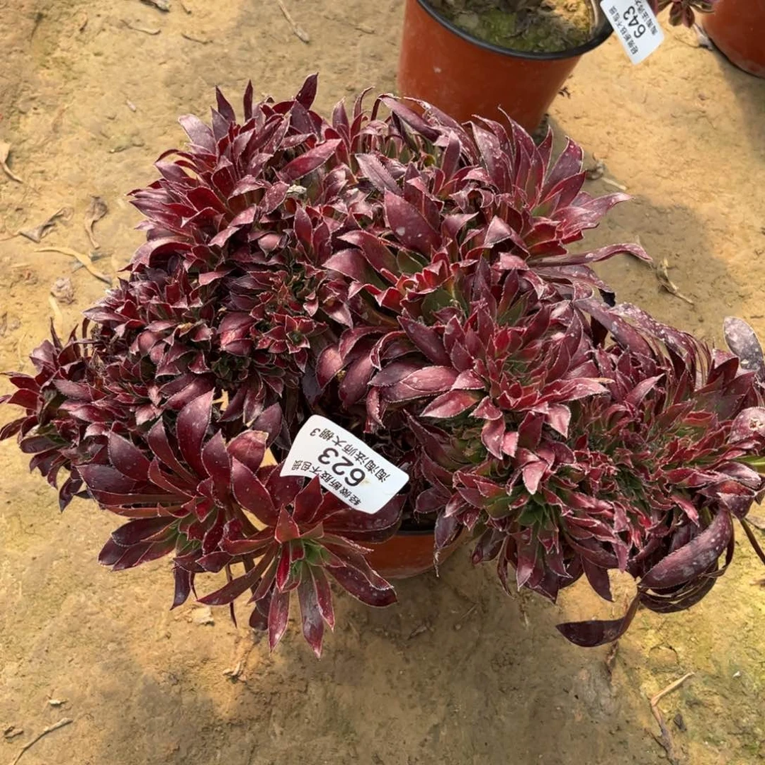 623孔雀缀化多肉植物法师