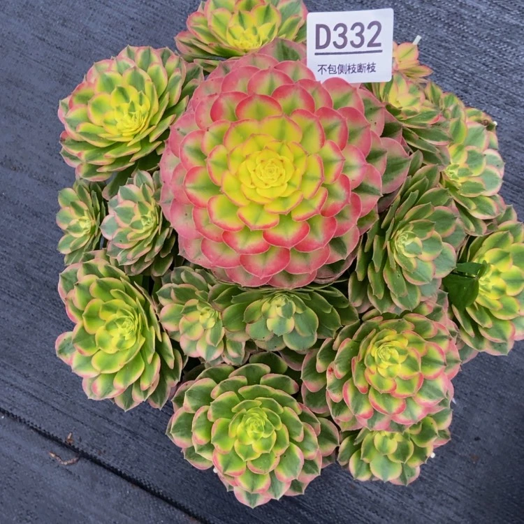 【闪购商品】332海王