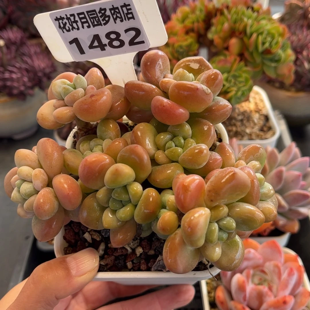 1482 天冷地区必拍保温箱