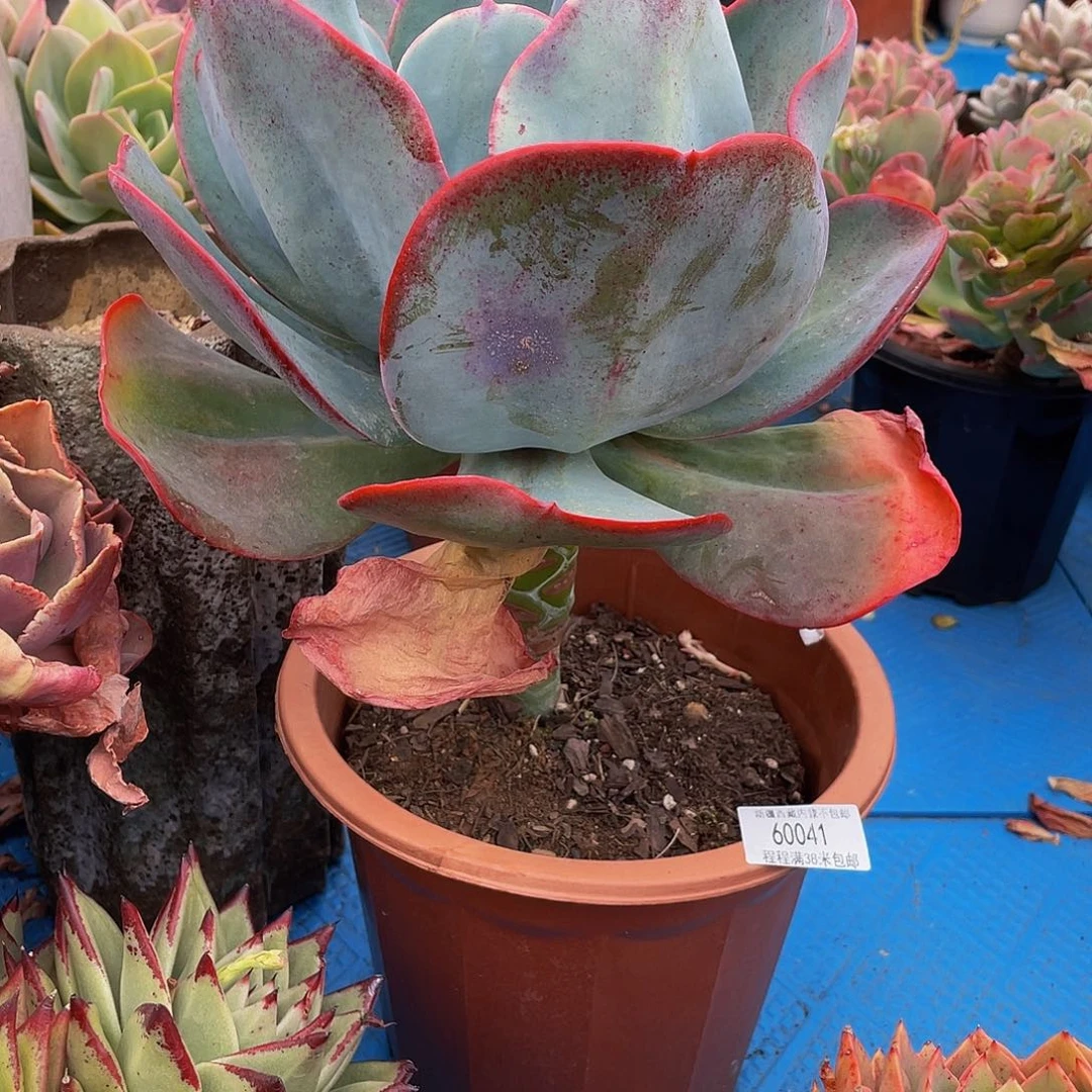 o*o瑞蝶60041多肉