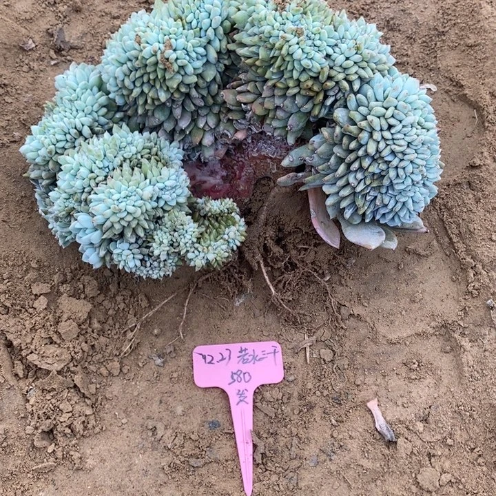 福多多花卉园艺星影