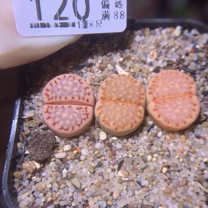 最**海精品生石花224.120