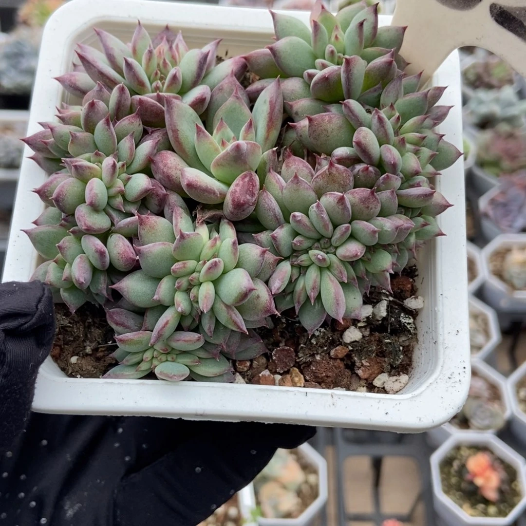 952拉糖缀多肉植物多肉