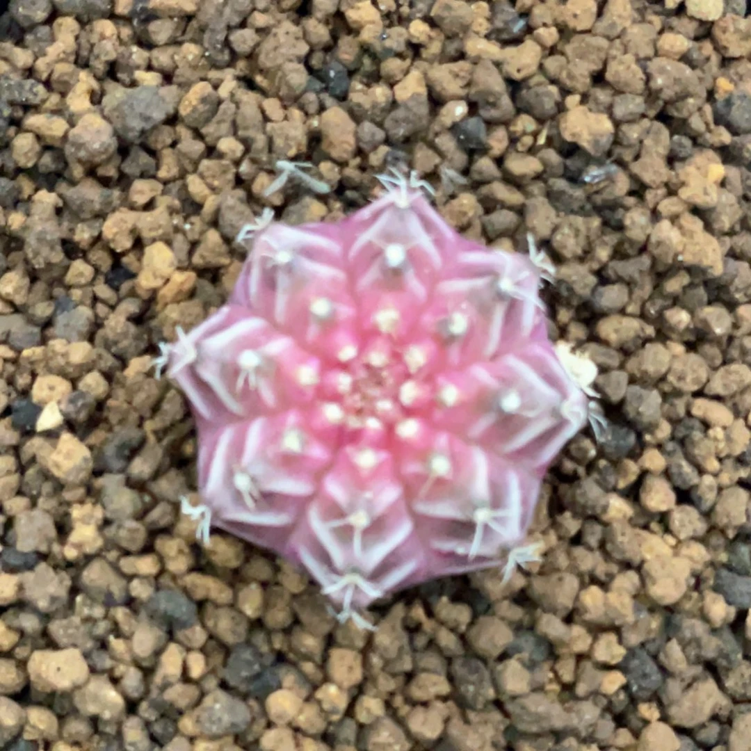 当前无花朵，栽培后可花朵粉轮回