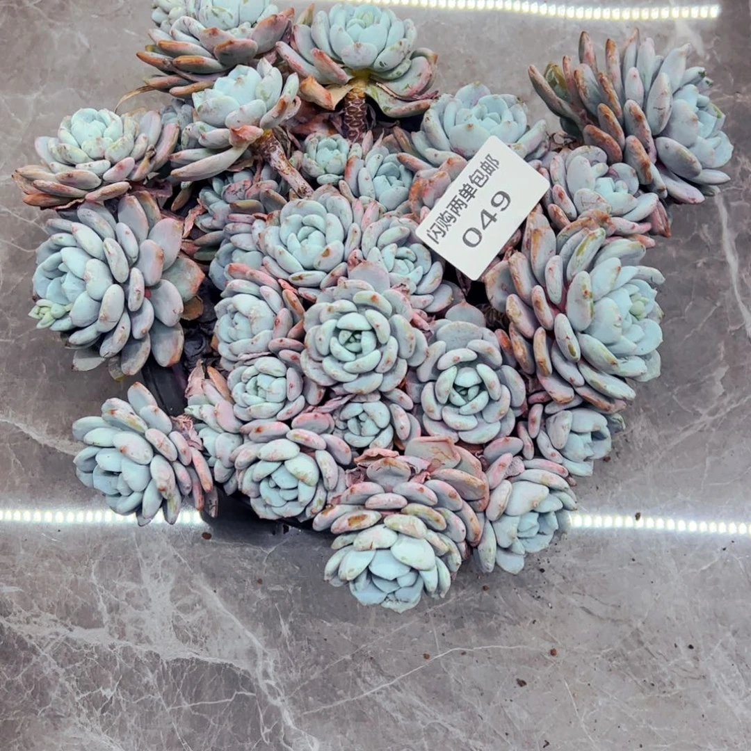 仙***魔多肉植物组合盆栽49