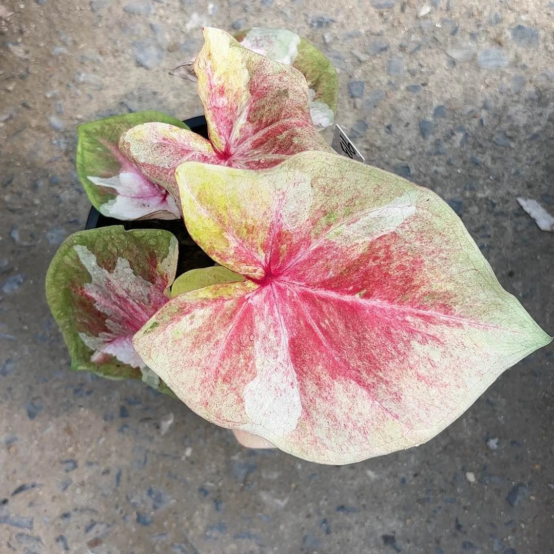 913-0122月亮光辉彩叶芋泰国发货多肉