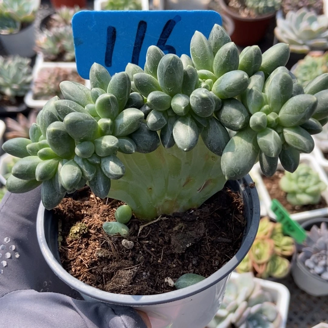 116千代田缀多肉植物