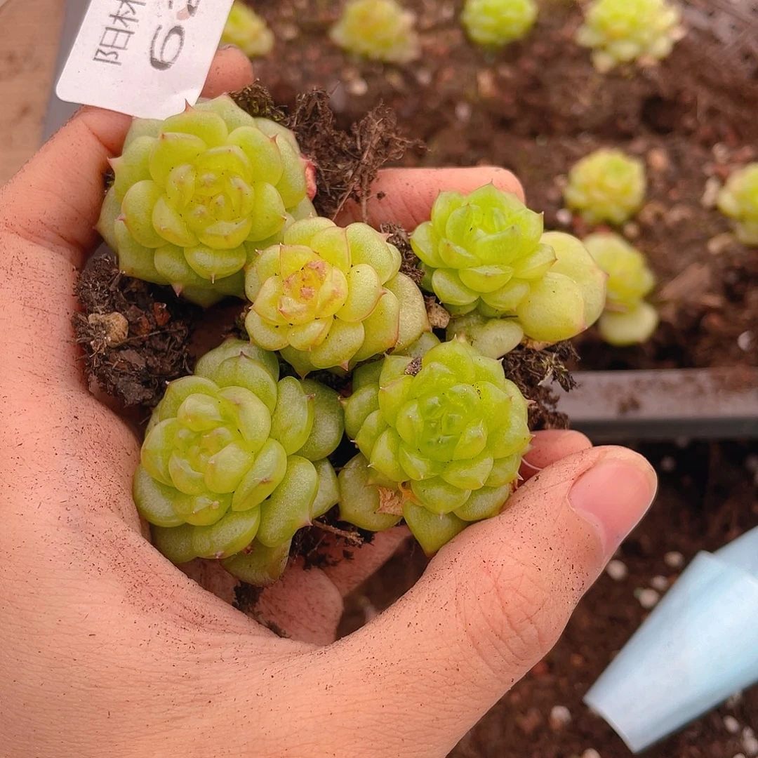 多肉植物多肉植物622