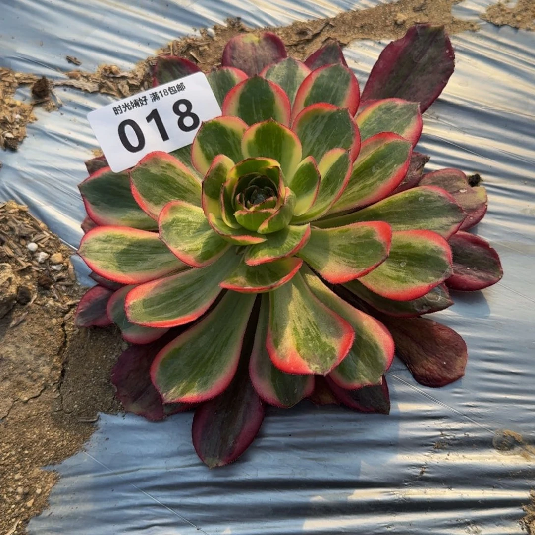 糖*?018黑魔锦到秋天 多肉植物