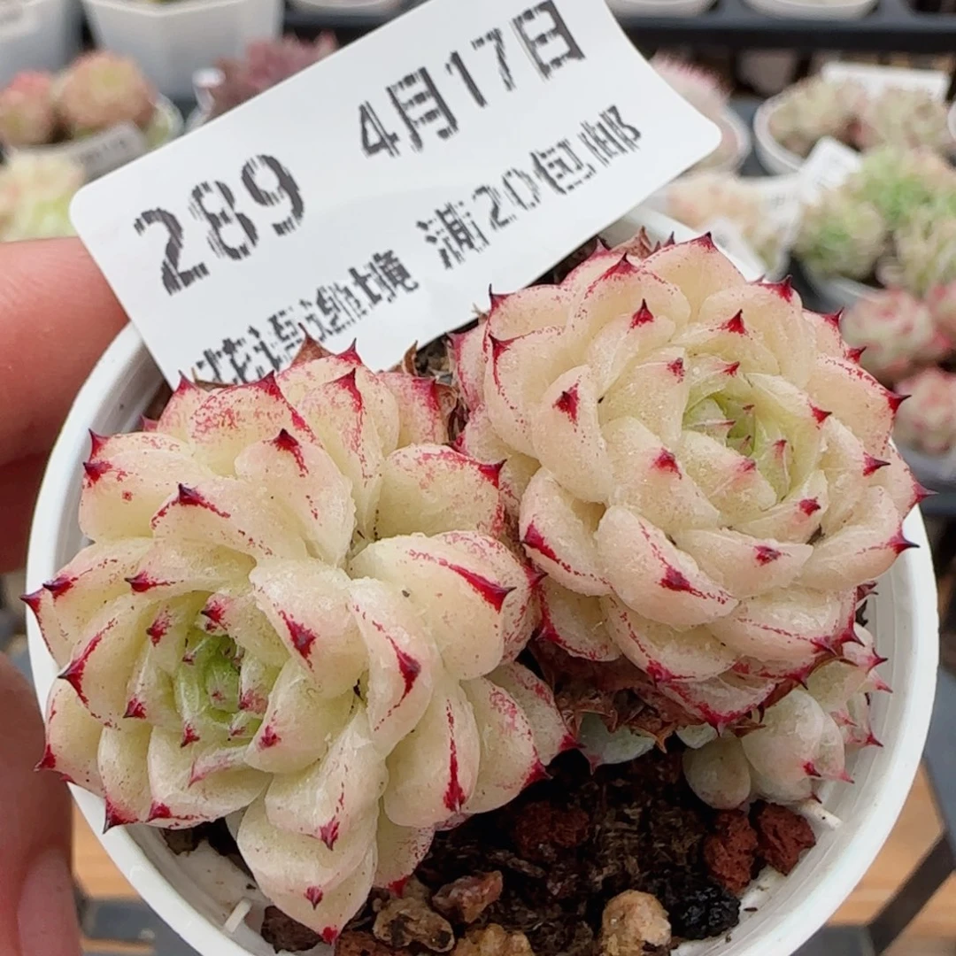 花语逸镜0417-289