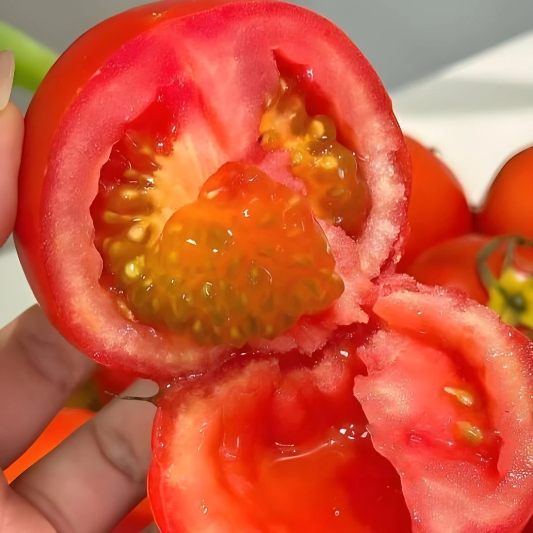 云南露天种植沙瓤西红柿新鲜自然熟可当水果吃
